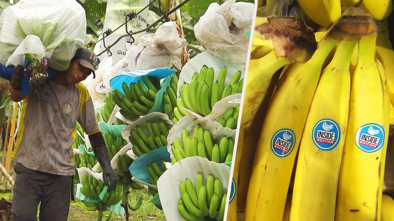 How Do Bananas Grow and End Up in the Store?