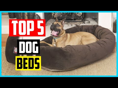 The 5 Best Dog Beds in 2021 Review