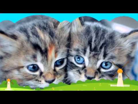 My cats real life i have 20