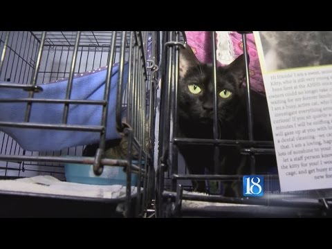 Feral cats and dangerous dogs targeted with new ordinance