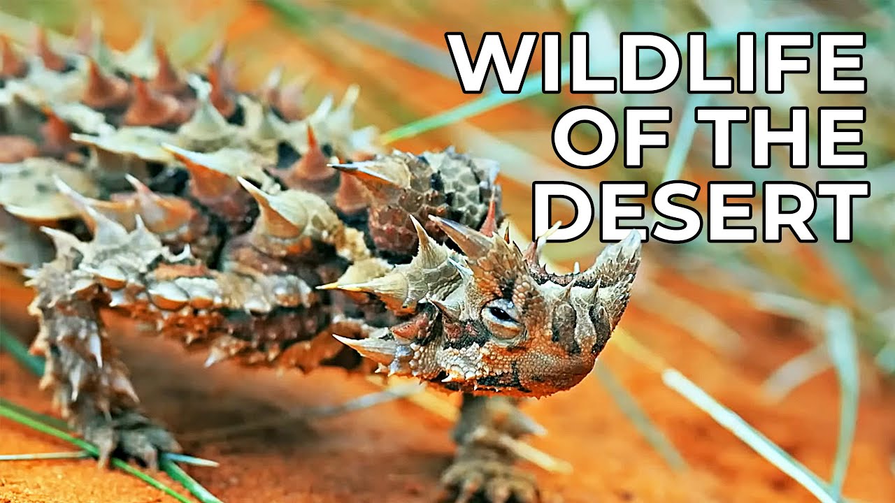 World of the Wild | Episode 9: The Deserts | Free Documentary Nature