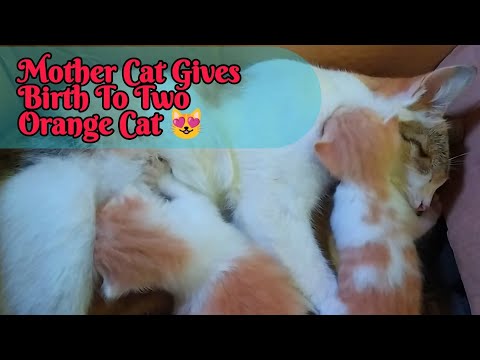 Mother Cat Gives Birth To Two Orange Cat