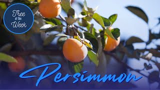 Tree of the Week: Persimmon
