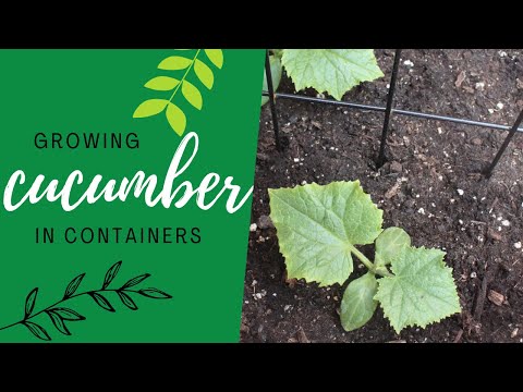 image-Can you put 2 cucumber plants in one pot?
