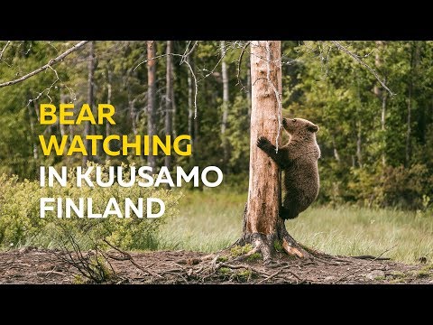 Bear Watching in Kuusamo Finland