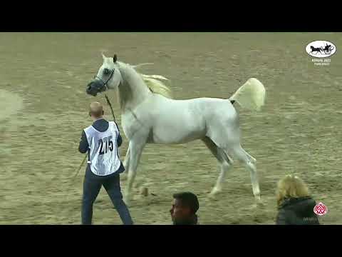 N.275 TAJ AL FAYYAD - KPAHS Purebred Show 2023 - Stallions 7+ Years Old (Class 10).mp4