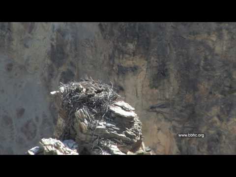 Three Osprey Chicks in Nest