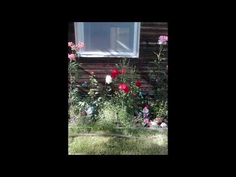 Kvete růže, podívej