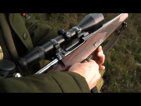 Hallandsås kryllar av älgar