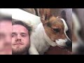 Dog Lovers Get Surprised By 70 Corgis