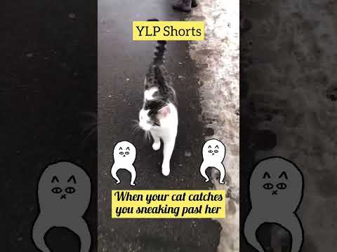 🥰 When you can’t sneak past your Cute cat!  🐈