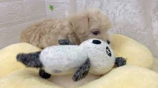 ハーフ犬の動画01