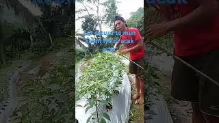 Download lagu @semuaorang, lur satuzute Mun kebon iye di acak acak mp3