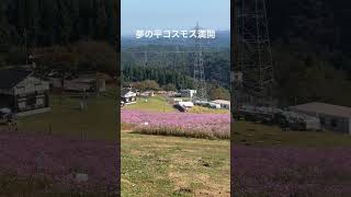 夢の平、コスモス満開！
