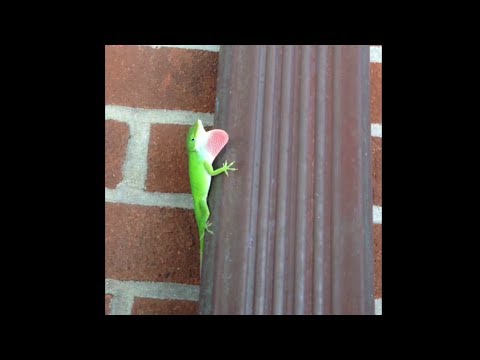 Anolis karolínsky (Anolis carolinensis) — teritoriálne zobrazovanie dewlapom
