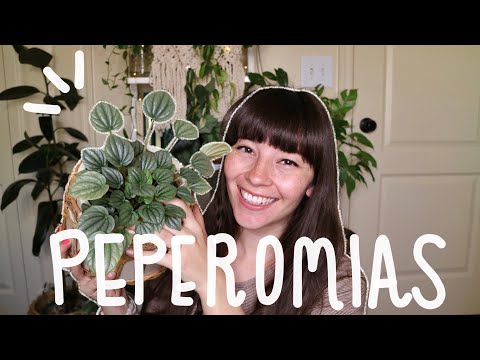 MY PEPEROMIA COLLECTION! | Watermelon peperomia & more!