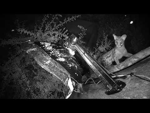 Djuma: Genet returns to cam tree looking for more dinner treats - 23:38 - 03/12/19