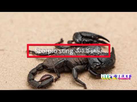 بچھوکا ڈنگ Scorpio sting