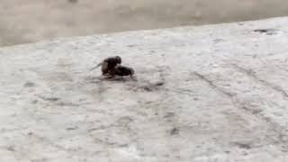 Download lagu Beginilah  Cara Perkembang Biakan  Lalat Yang Cepat mp3