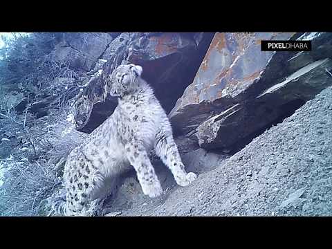 Wild Lahaul Spiti 2018 Teaser