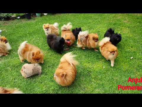 Pomeranian puppies playing in the garden - Anjula Pomeranians Toy Poms