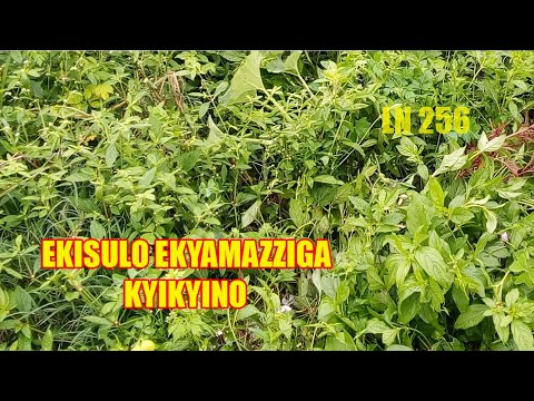 Ekisulo Ekiranga Amazziga Kyekyino Wegendeleze