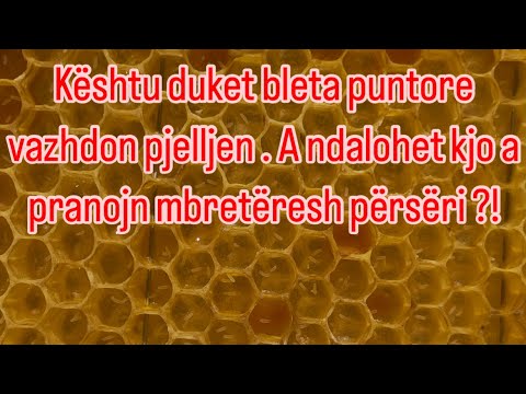 Si të shpëtojm një koloni kur bleta puntore ka vazhduar pjelljen ?! A pranojn mbretëresh përseri ?!