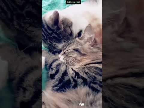 Funny cat video funny animals videos pets funny #funnycat #funnyanimals #cutecat #cats #funnypets