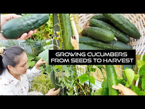 Tips & Guide Growing Cucumbers From Seeds to Harvest Container planting feeding watering