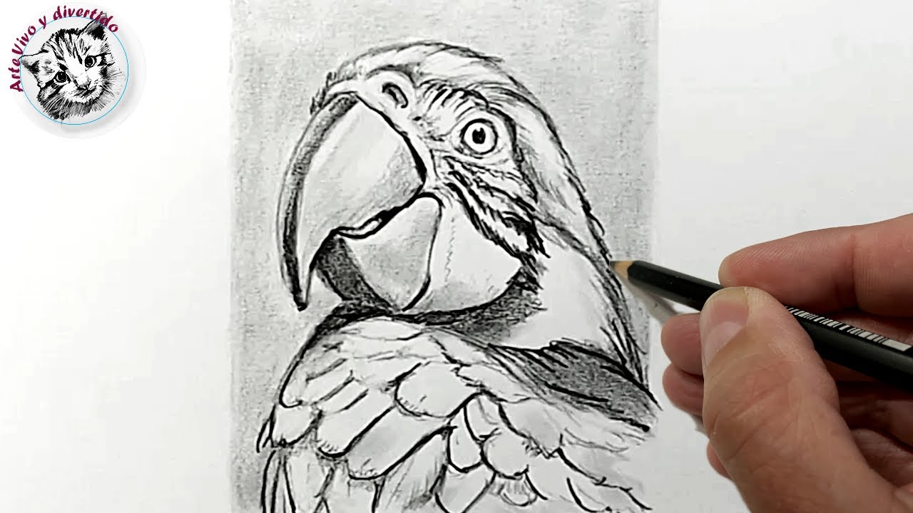 Cómo dibujar un guacamayo realista a lápiz — tutorial fácil y paso a paso