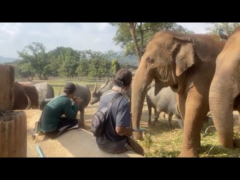 Our mahouts are playing the music to the elephants and buffalos- EleFlix