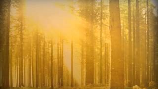 Fall Forest Trees PowerPoint Video Background