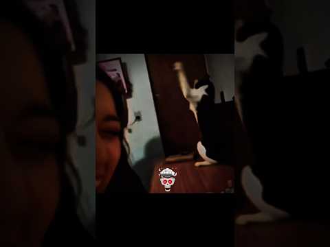 Cats fighting skills 💀🔥