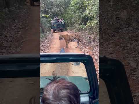 Ranthambore National Park #tiger #safari #tigersafari #wildlife #viralshorts
