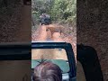 Ranthambore National Park Tiger Safari Tigersafari Wildlife Viralshorts