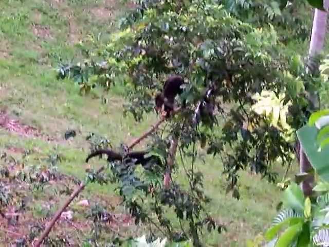 The Wildlife Reserve at The Lattice House Luxury Vacation Destination in Costa Rica