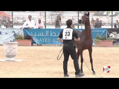 N.23 SULTANAT AL SHAQAB - Menton 2015 - Yearling Fillies 1 year old (Class 1B)