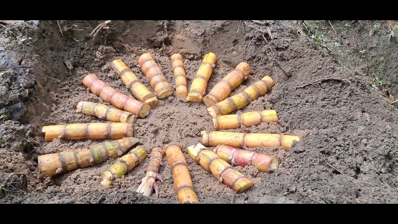modo mais eficiente  de plantar  cana para garapa