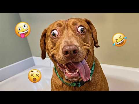 You’ll Laugh So Hard Watching These Funny Dogs 🤣🐶 FUNNIEST DOGS video 2026 #34