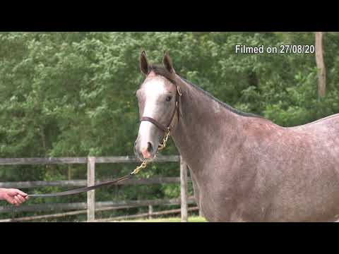 2020 Deauville Select Sale - Lot 178 c.GOKEN x ORANOR