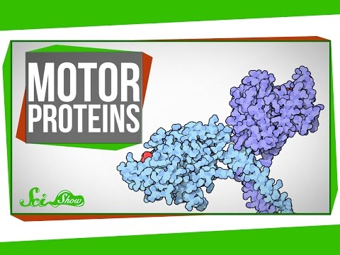 Motor Proteins: Tiny Pirates in Your Cells