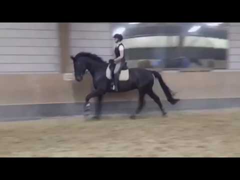 Wallach 4 Jahre von Destano-Desperados