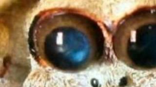 Boris The Spider ::: The Who