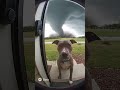 Pibble Pibble Tornado Screamingdog