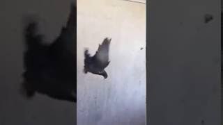 Pigeon:impossible flip karna pura
