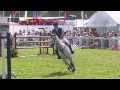 Showjumping New Forest Hants Renault Jump Off August 2008