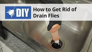 How to Get Rid of Drain Flies - Drain Fly Kit with Drain Gel | DoMyOwn.com