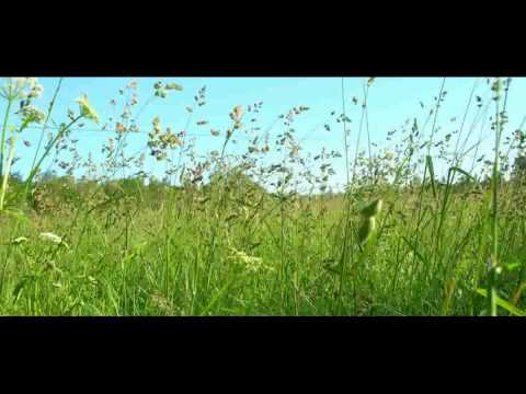 Stråkkvartett - del Högsommar