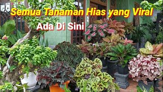 Download lagu Check the Prices of Various Ornamental Plants That Are Currently Viral and Shop for Beautiful Orn... mp3