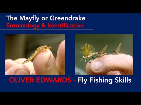 Trout Food - The Mayfly or Greendrake - How to identify the Nymphs